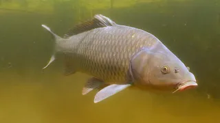 САЗАН ПОД ВОДОЙ О чём молчат рыбы 33