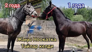 Россиядан Тайлар келди