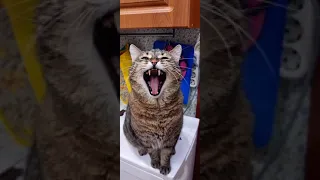 Кот смешно зевает