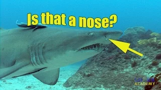 Shark Smell | SHARK ACADEMY