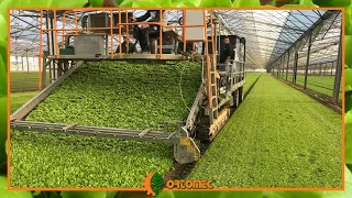 Ortomec SVC 365 | The biggest Harvester for Baby Leaf in the world