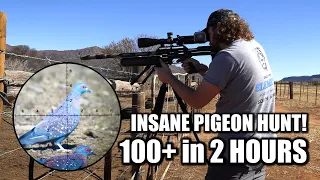 The Best Pigeon Hunt you'll Ever See!!