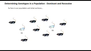 Determining Genotypes in a Population - Understanding Hardy-Weinberg