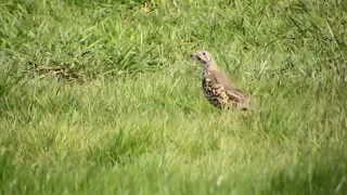 Mistle Thrush