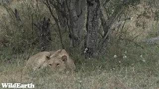 WildEarth - Sunrise Safari -  09 October 2023