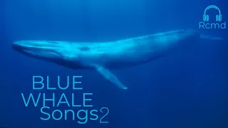 Blue whales underwater sounds part 2 I Real ASMR