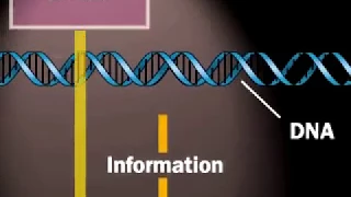 Central Dogma of Molecular Biology