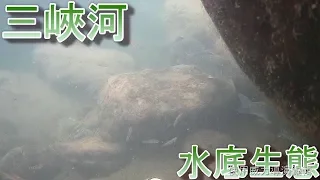 2019 1 20 三峽河 測試拍攝水底生態