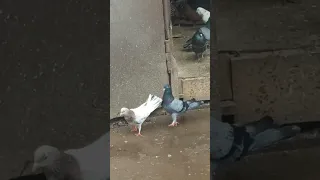 Бакинские широкохвостые голуби Эльчина.Март 2023г.Baku pigeons.+79225283900