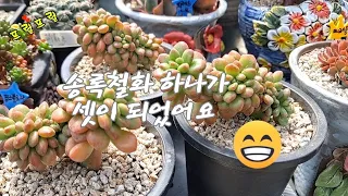 철화 부채꼴수형#개체수 늘리기