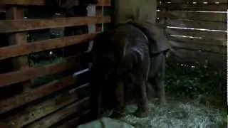 Private Visit to Sheldrick Elephant Orphanage, Nairobi