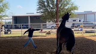 Horse Training Insights: Transforming a Distracted Horse with Effective Groundwork