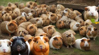 guinea pig,guinea pig farm, guinea pig sound, guinea pig noise, guinea pig cage, sequeaking 199