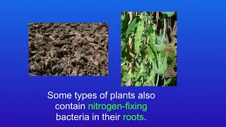 GCSE Biology Revision The Nitrogen Cycle (Triple)