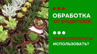 Какими препаратами обработать суккуленты от вредителей?