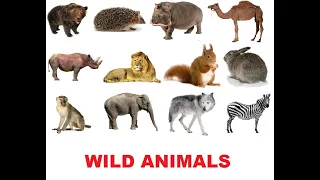 Карточки Домана № 1 WILD ANIMALS - ДИКИЕ ЖИВОТНЫЕ  (английский язык)