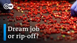 Thai berry pickers in Sweden | DW Documentary