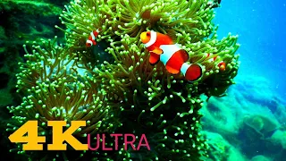 Under Red Sea 4K - Incredible Underwater World - Relaxation Video with Calming Music, Stress Relief