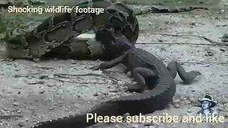 crocodile vs anaconda big python