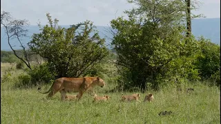 Top 20 cutest baby lions in the world.(14-12) [African Safari Plus⁺] 185
