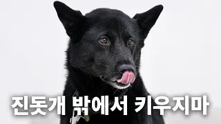 강형욱은 진돗개를 싫어한다? | 견종백과 진돗개편