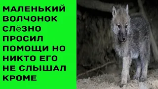 Маленький волчонок жалобно просил людей о помощи, но никто его не слышал кроме деда Павла