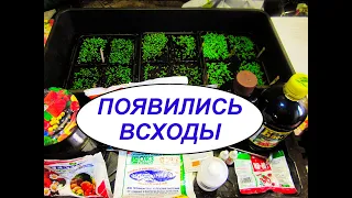 ПОЯВИЛИСЬ ВСХОДЫ РАССАДЫ