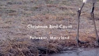 Audubon's Christmas Bird Count - Chan Robbins