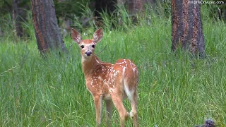 Beautiful Whitetail Deer Fawns and Young Bucks