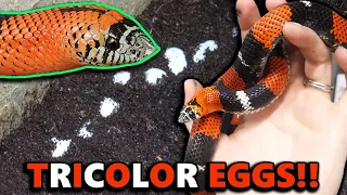 Our Tricolor Hognose Laid Eggs! *New Species for Us!*