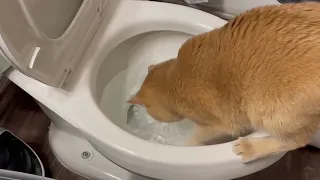 What the frick why is this cat Playing with a toilet?