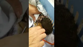 Removing Botfly from Squirrel