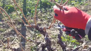 HOW TO DO VINEYARD PRUNING? 💥💥VINE PRUNING TECHNIQUES AND FEATURES💥