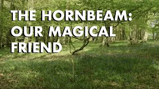 Hornbeam: Our Magical Friend