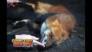 Lady FireFox Loves Her Belly Rubs