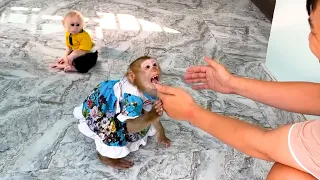 Monkey Kaka prevents strangers from approaching Monkey Mit