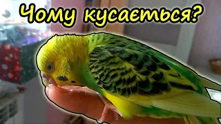 Why budgies bite. How to teach a budgie not to bite