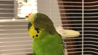 Budgie sounds