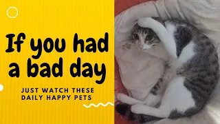 If you had a bad day, just watch these daily happy pets | Day 15