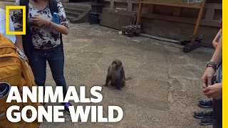A Primate Pickpocket | Animals Gone Wild