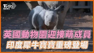 英國動物園迎接萌成員 印度犀牛寶寶重磅登場｜TVBS新聞 #shorts