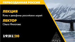 Лекторий АРХЭ на фестивале "Первозданная Россия", Филатова Ольга: киты и дельфины российских морей