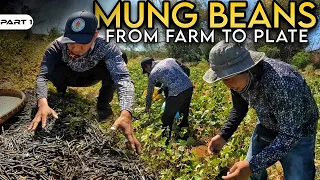 P1-MUNG BEANS | From Farm to Plate - EP1260