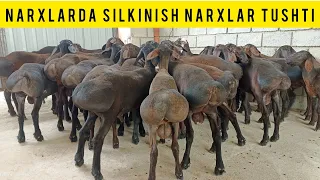 SOLIJONDA NARXLAR TUSHTI SHOSHILAMIZ SONI CHEKLANGAN