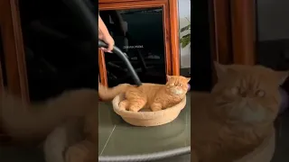 Cat's Face Gets Sucked Up in Vacuum || ViralHog || #shorts