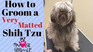 How to Groom a Shih Tzu Very Matted