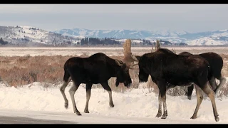 Wildlife Photography - Bull Moose Mayhem 4K - snow - Jackson Hole / Grand Teton National Park