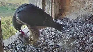 FalconCam Project~Indigo in with prey & eating~7:11 p.m. 2022/11/25