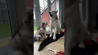 malamutes are talking each other