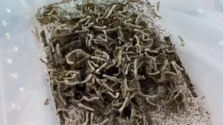 Farming Silkworms